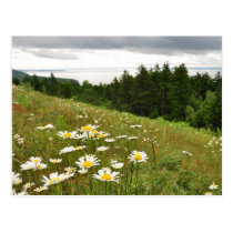 Fundy Nat'l Park Overlook New Brunswick Postcard postcards