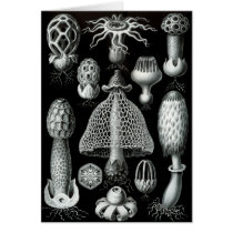 Fungi Greeting Cards