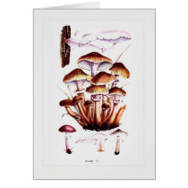 Fungi Cards
