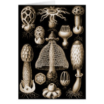 Fungi Card
