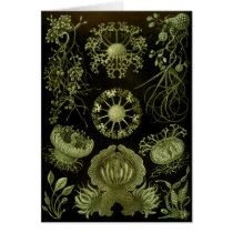 Fungi Card
