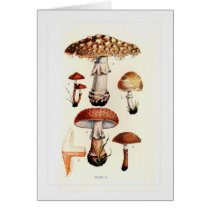 Fungi Greeting Card
