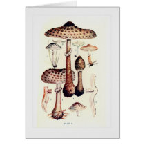 Fungi Greeting Cards