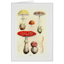 Fungi Card