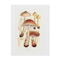 Fungi Postcard