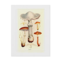 Fungi Postcards