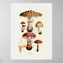Fungi Print