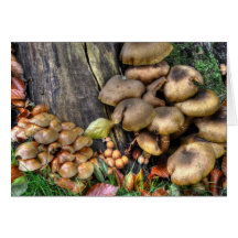 fungi wenskaart