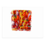 funky tulips post card