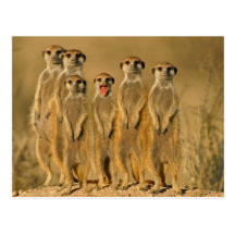 Funny_animal Carte Postale