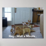 Funny Animal Picture - Cute Chihauhau posters