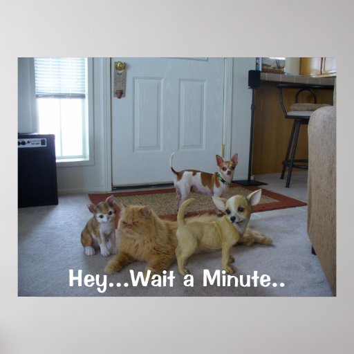 Funny Animal Picture - Cute Chihauhau Poster