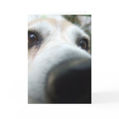 Funny Beagle Nose by MenagerieMayhem