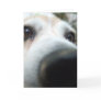 Funny Beagle Nose
