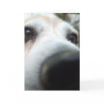 Funny Beagle Nose cards