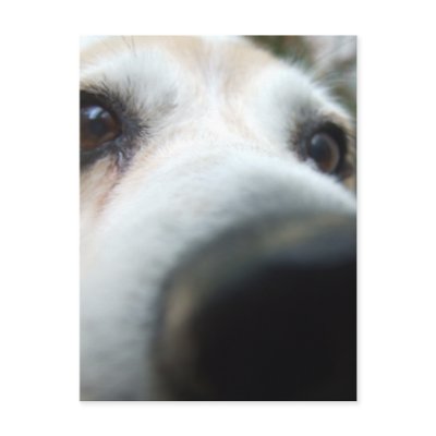 Funny Beagle Nose by MenagerieMayhem