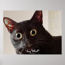 Funny Big-eyed Black Cat Pet-lover Poster