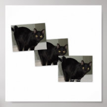 FUNNY BLACK CATS POSTERS