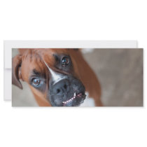 Funny boxer dog rack card design