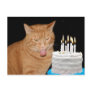 Funny cat birthday post cards