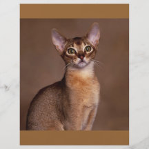 funny_cat_facial_expression_13 custom flyer