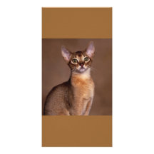 funny_cat_facial_expression_13 photo card template