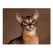 funny_cat_facial_expression_13 postcard
