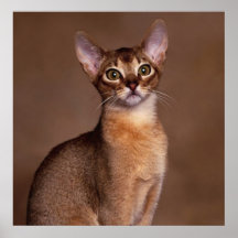 funny_cat_facial_expression_13 posters