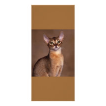 funny_cat_facial_expression_13 rack card design
