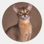 funny_cat_facial_expression_13 sticker