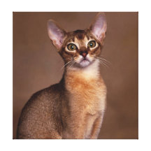 funny_cat_facial_expression_13 toile tendue