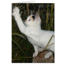 FUNNY CAT GREETING CARDS