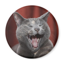 Funny cat fridge magnet