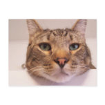 funny cat postcard