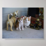 Funny Cat Poster