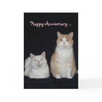 Funny Cats Anniversary