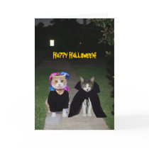 Funny Cats Halloween