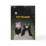 Funny Cats Halloween