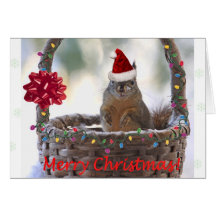 Funny Christmas Squirrel Greeting Cards