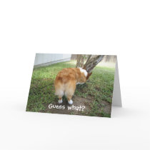 Funny Corgi