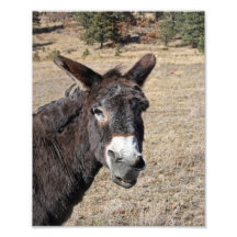 Funny Donkey Art Photo