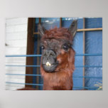 Funny Face Llama posters