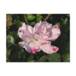 Funny Face Shrub Rose 115 Post Cards