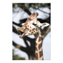 Funny faced reticulated giraffe, San Francisco