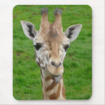 Funny Giraffe Sticking Out Tongue!