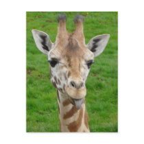 Funny Giraffe Sticking Out Tongue!