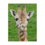 Funny Giraffe Sticking Out Tongue!