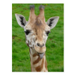 Funny Giraffe Sticking Out Tongue! Postcard