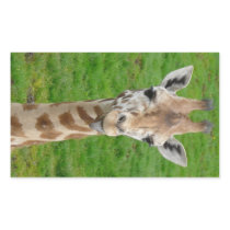Funny Giraffe Sticking Out Tongue!
