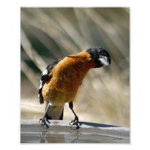 Funny Grosbeak Photograph